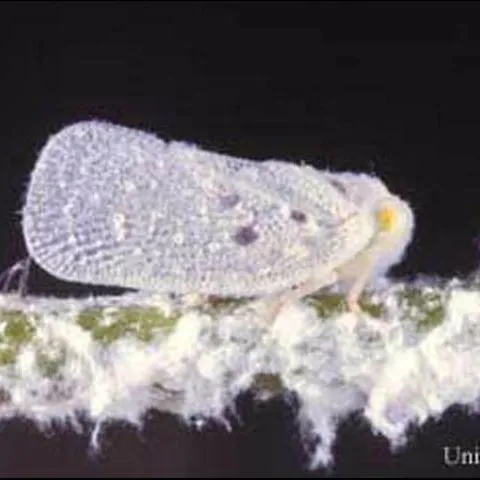 thumbnail for publication: Citrus Flatid Planthopper, Metcalfa pruinosa (Say) (Insecta: Hemiptera: Flatidae)